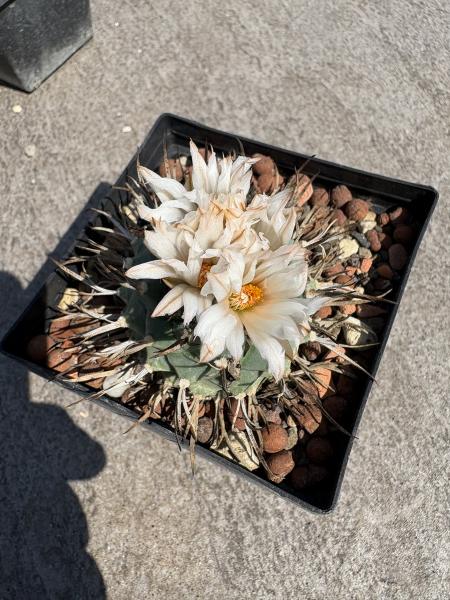 Turbinicarpus schwarzii